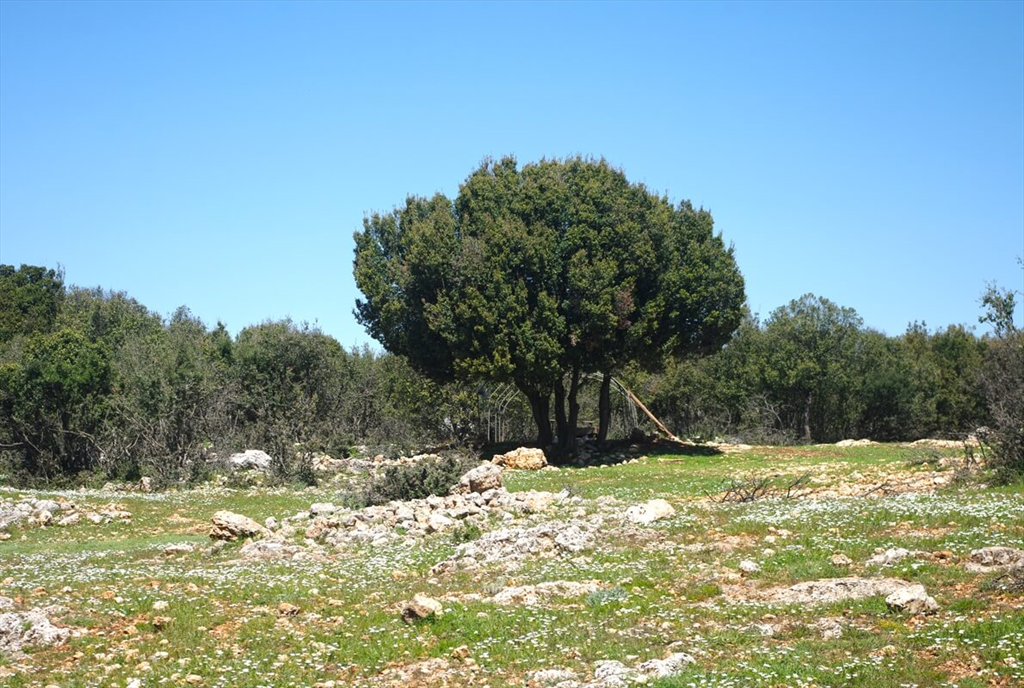 Dereköy Kermes Meşesi